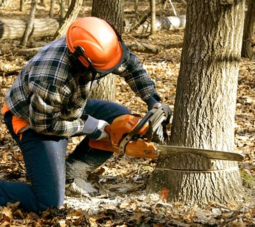 Tree Removal in Oneida, AR